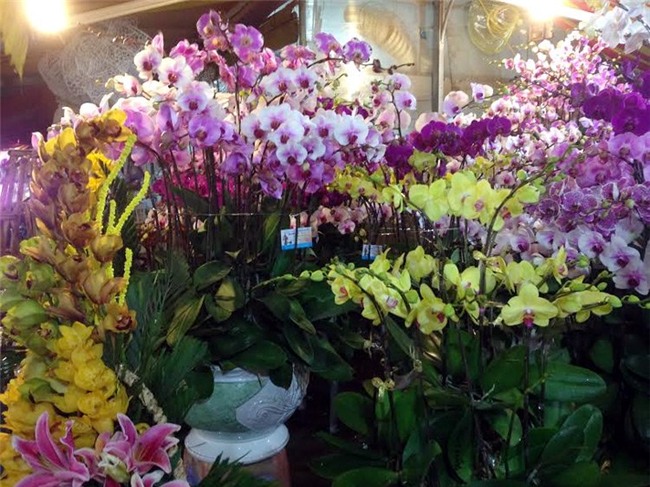 Hoa ly ế ‘cho không thèm lấy’, địa lan bạc triệu đắt khách