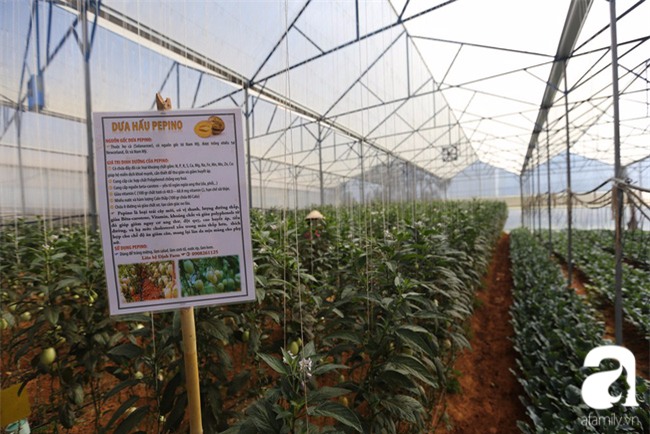 Độc đáo loại dưa hấu tí hon nhỏ xinh, vị ngon cháy hàng dịp Tết - Ảnh 1.