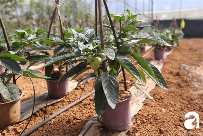 Độc đáo loại dưa hấu tí hon nhỏ xinh, vị ngon cháy hàng dịp Tết - Ảnh 10.