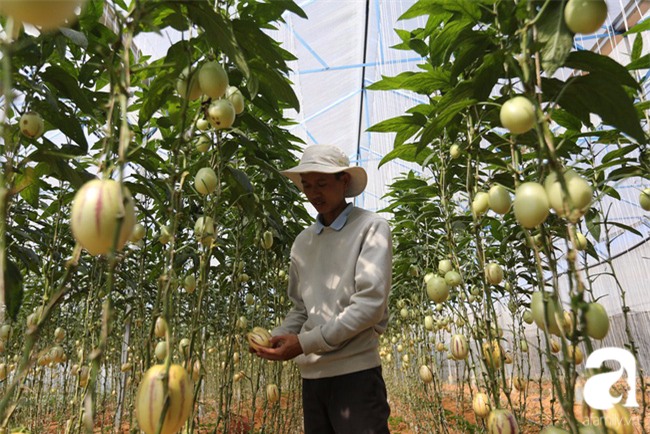 Độc đáo loại dưa hấu tí hon nhỏ xinh, vị ngon cháy hàng dịp Tết - Ảnh 2.