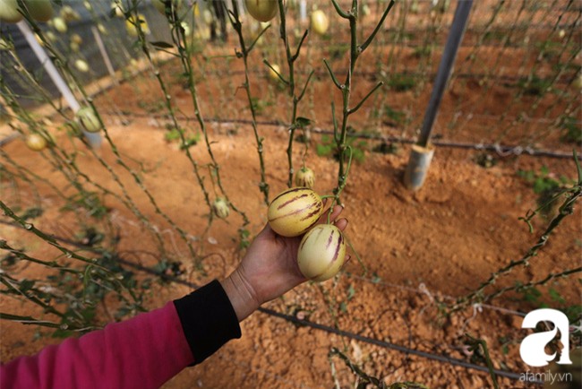 Độc đáo loại dưa hấu tí hon nhỏ xinh, vị ngon cháy hàng dịp Tết - Ảnh 3.