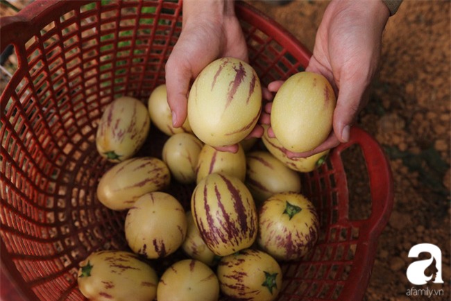 Độc đáo loại dưa hấu tí hon nhỏ xinh, vị ngon cháy hàng dịp Tết - Ảnh 4.