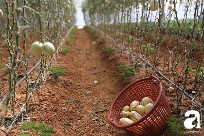 Độc đáo loại dưa hấu tí hon nhỏ xinh, vị ngon cháy hàng dịp Tết - Ảnh 5.