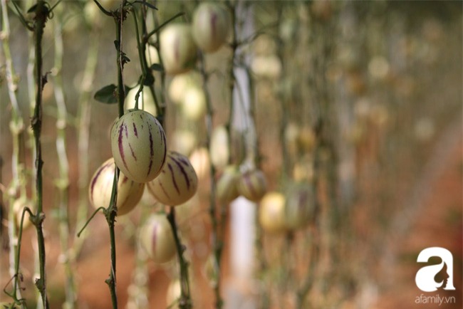 Độc đáo loại dưa hấu tí hon nhỏ xinh, vị ngon cháy hàng dịp Tết - Ảnh 6.
