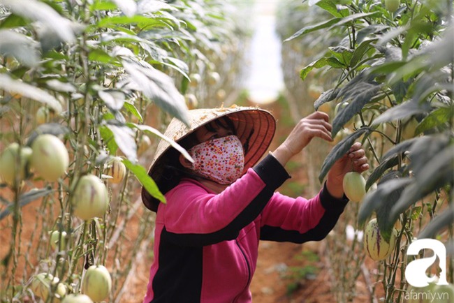 Độc đáo loại dưa hấu tí hon nhỏ xinh, vị ngon cháy hàng dịp Tết - Ảnh 8.