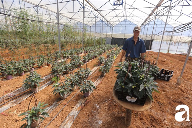 Độc đáo loại dưa hấu tí hon nhỏ xinh, vị ngon cháy hàng dịp Tết - Ảnh 9.