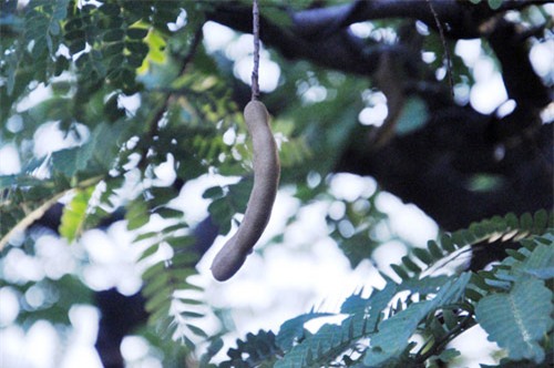 ngam cu me tram tuoi bac ty o sai gon hinh anh 12