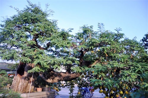 ngam cu me tram tuoi bac ty o sai gon hinh anh 3