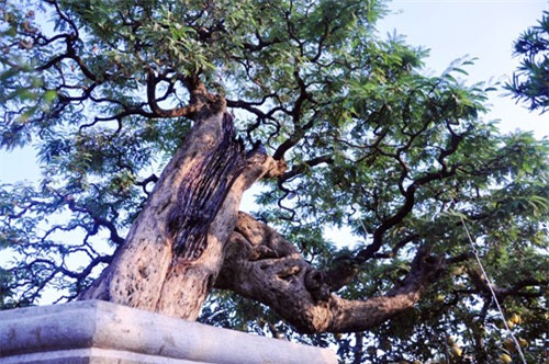 ngam cu me tram tuoi bac ty o sai gon hinh anh 5