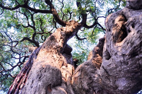 ngam cu me tram tuoi bac ty o sai gon hinh anh 15