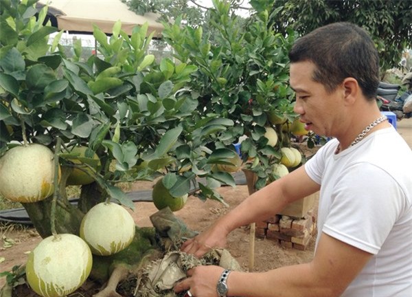 Cảnh lạ: Hàng ngàn quả bưởi 'đắp mặt nạ' đợi Tết