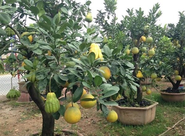 Cảnh lạ: Hàng ngàn quả bưởi 'đắp mặt nạ' đợi Tết