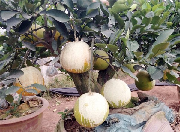 Cảnh lạ: Hàng ngàn quả bưởi 'đắp mặt nạ' đợi Tết