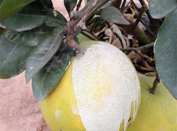 Cảnh lạ: Hàng ngàn quả bưởi 'đắp mặt nạ' đợi Tết