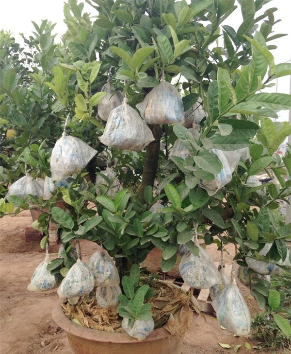 Cảnh lạ: Hàng ngàn quả bưởi 'đắp mặt nạ' đợi Tết