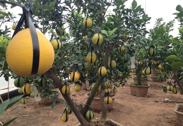 Cảnh lạ: Hàng ngàn quả bưởi 'đắp mặt nạ' đợi Tết