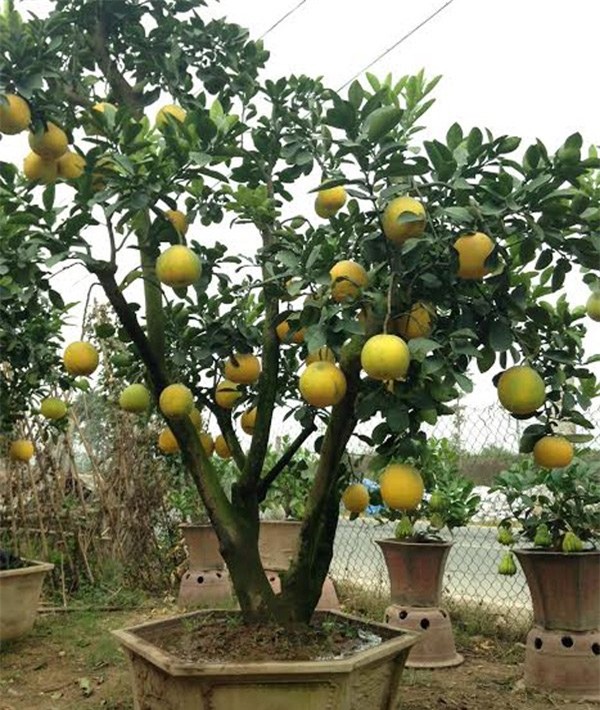 Cảnh lạ: Hàng ngàn quả bưởi 'đắp mặt nạ' đợi Tết