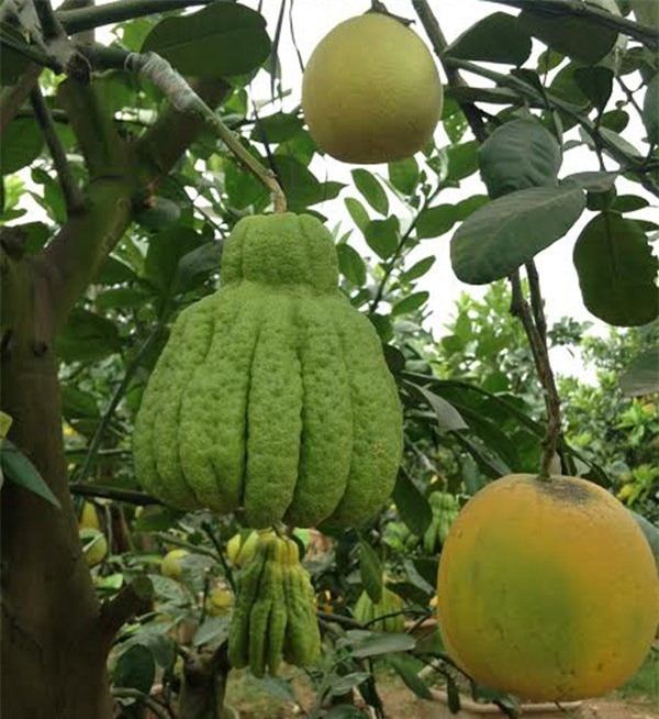 Cảnh lạ: Hàng ngàn quả bưởi 'đắp mặt nạ' đợi Tết