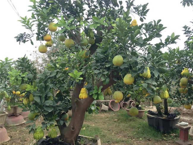 Cảnh lạ: Hàng ngàn quả bưởi 'đắp mặt nạ' đợi Tết