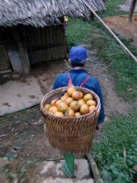 Rơi nước mắt trước chuyện ông bố quê nhà hái cam gửi lên thành phố cho con gái - Ảnh 1.