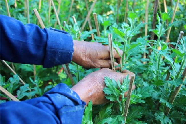 truoc tet chuc ngay cuc van 