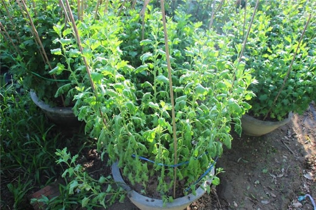 truoc tet chuc ngay cuc van 