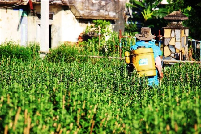 truoc tet chuc ngay cuc van 