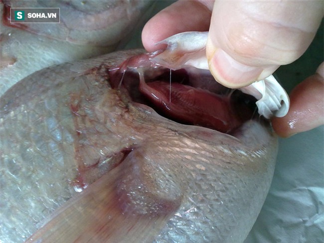 Chuyên gia thực phẩm: Nếu gặp 7 loại cá này, bạn tuyệt đối không nên mua về ăn - Ảnh 1.