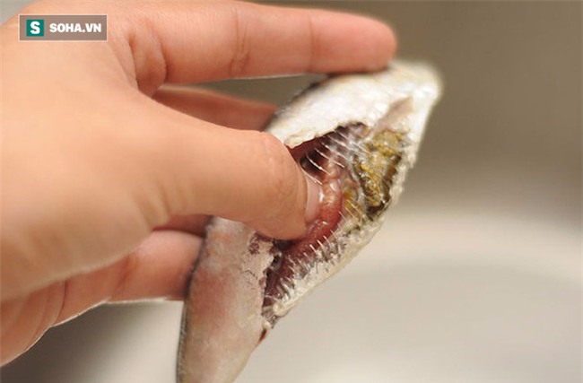 Chuyên gia thực phẩm: Nếu gặp 7 loại cá này, bạn tuyệt đối không nên mua về ăn - Ảnh 4.