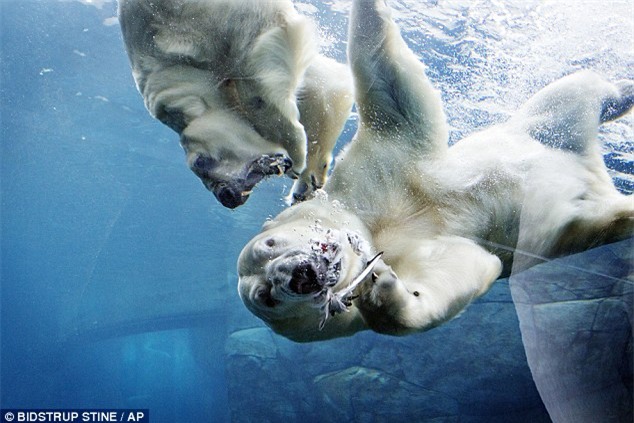 gau bac cuc phai chuyen nha vi 