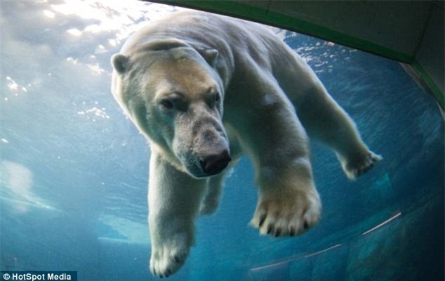 gau bac cuc phai chuyen nha vi 