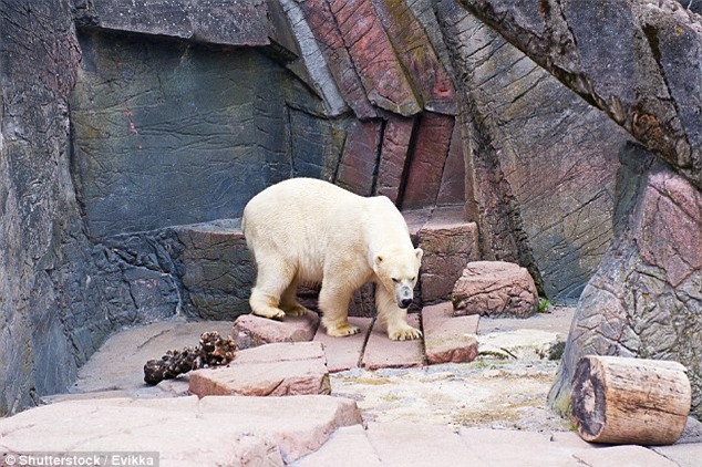 gau bac cuc phai chuyen nha vi 