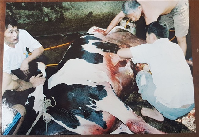 vinh phuc: cat tia mau bo sua - thu doan tan doc hinh anh 1