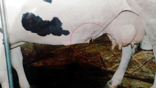 vinh phuc: cat tia mau bo sua - thu doan tan doc hinh anh 2