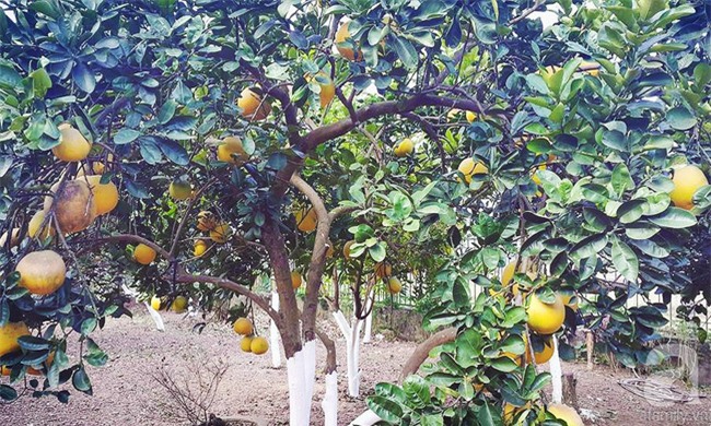 6 làng nghề chỉ nghe tên là thấy Tết đến đến ngưỡng cửa  - Ảnh 14.