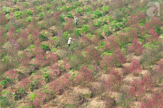 6 làng nghề chỉ nghe tên là thấy Tết đến đến ngưỡng cửa  - Ảnh 4.