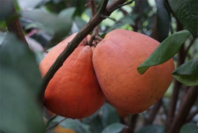 500.000 dong mot cap buoi do tien vua chung Tet hinh anh 2