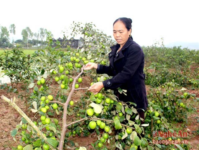 tao "khung" ban dip tet, thu tien trieu moi ngay hinh anh 3