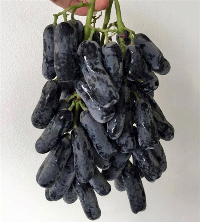 5 loại trái cây nhập khẩu được săn đón nhất Tết 2017 - Ảnh 6.