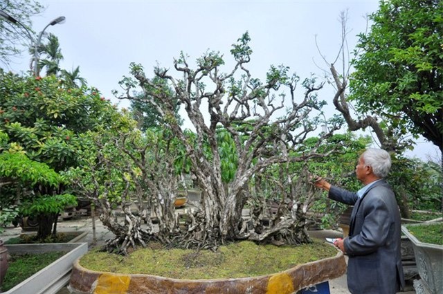 Cây khế cảnh 300 tuổi giá nửa tỷ đồng