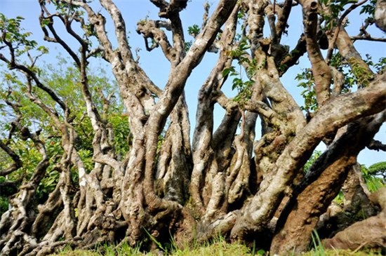 Cây khế cảnh 300 tuổi giá nửa tỷ đồng