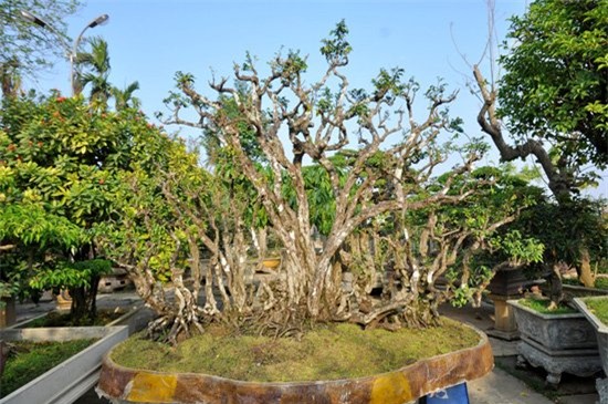 Cây khế cảnh 300 tuổi giá nửa tỷ đồng