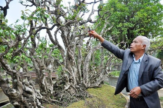 Cây khế cảnh 300 tuổi giá nửa tỷ đồng
