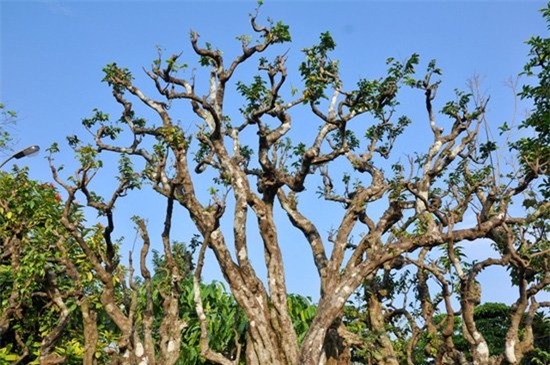 Cây khế cảnh 300 tuổi giá nửa tỷ đồng