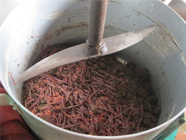 Lợn tẩm bổ thần dược: Mỹ chào thua, Nhật phát thèm