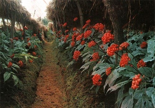 Đắt như đá quý, đại gia lùng mua sâm Mỹ tẩm bổ