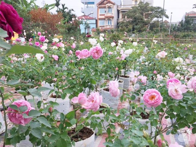 Cận Tết, ghé thăm vườn hồng rộng 900m² với 3000 gốc hồng nở rực rỡ ở ngoại thành Hà Nội - Ảnh 2.