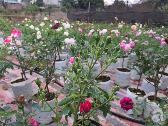 Cận Tết, ghé thăm vườn hồng rộng 900m² với 3000 gốc hồng nở rực rỡ ở ngoại thành Hà Nội - Ảnh 3.