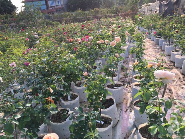 Cận Tết, ghé thăm vườn hồng rộng 900m² với 3000 gốc hồng nở rực rỡ ở ngoại thành Hà Nội - Ảnh 4.