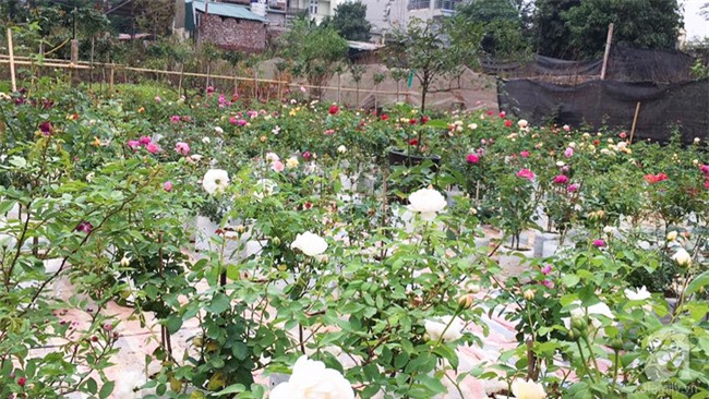 Cận Tết, ghé thăm vườn hồng rộng 900m² với 3000 gốc hồng nở rực rỡ ở ngoại thành Hà Nội - Ảnh 10.